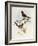 Brown-Winged Parrotbill (Paradoxornis Brunneus)-John Gould-Framed Giclee Print