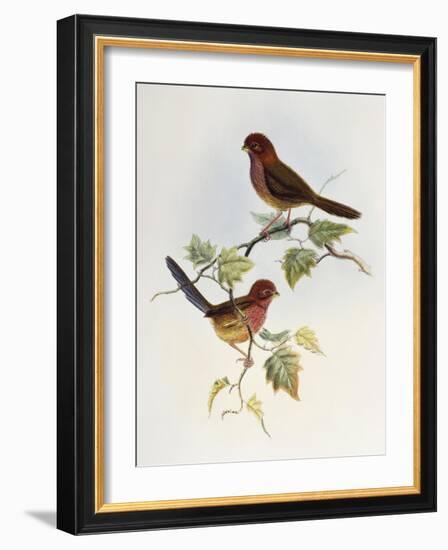 Brown-Winged Parrotbill (Paradoxornis Brunneus)-John Gould-Framed Giclee Print