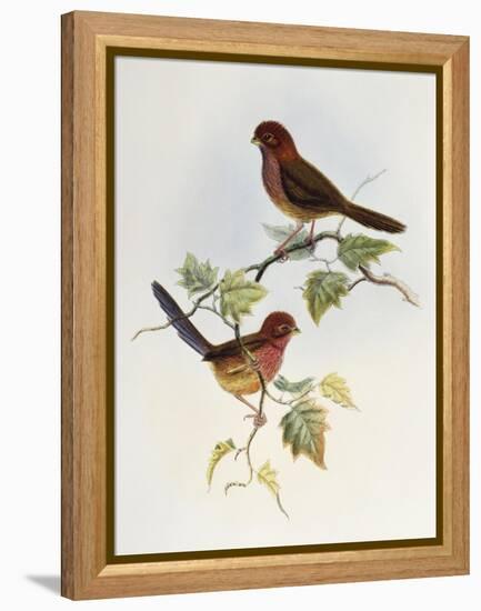 Brown-Winged Parrotbill (Paradoxornis Brunneus)-John Gould-Framed Premier Image Canvas