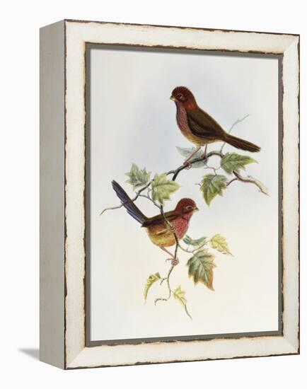 Brown-Winged Parrotbill (Paradoxornis Brunneus)-John Gould-Framed Premier Image Canvas