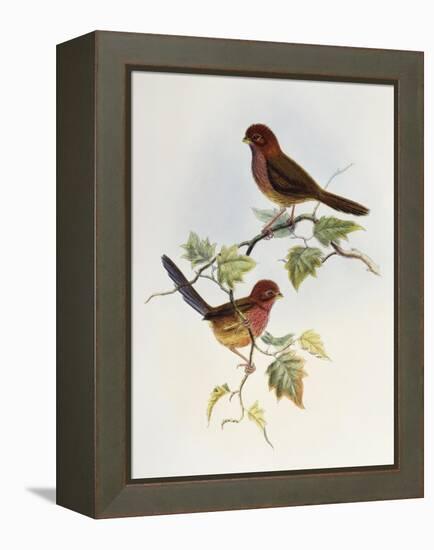 Brown-Winged Parrotbill (Paradoxornis Brunneus)-John Gould-Framed Premier Image Canvas