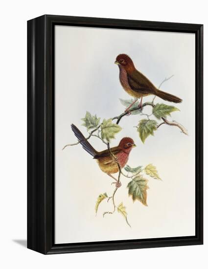 Brown-Winged Parrotbill (Paradoxornis Brunneus)-John Gould-Framed Premier Image Canvas