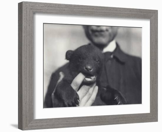 Brown X Black Bear Cub Aged 6 Weeks-Frederick William Bond-Framed Photographic Print