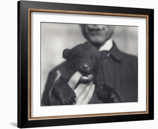 Brown X Black Bear Cub Aged 6 Weeks-Frederick William Bond-Framed Photographic Print