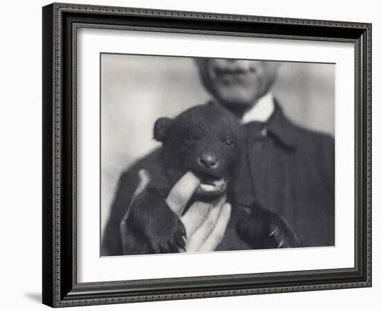Brown X Black Bear Cub Aged 6 Weeks-Frederick William Bond-Framed Photographic Print
