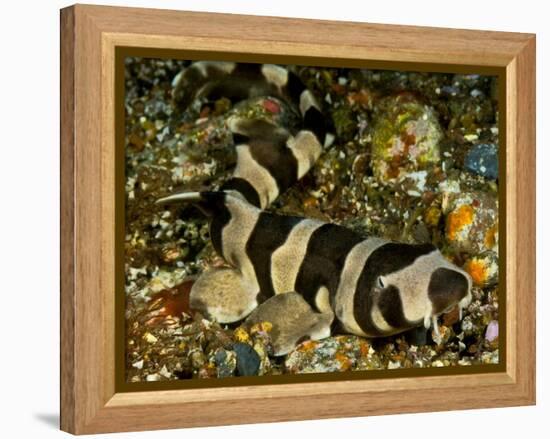 Brownbanded bamboo shark juvenile on sea floor, Indonesia-David Hall-Framed Premier Image Canvas