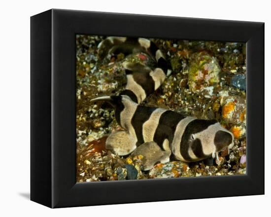 Brownbanded bamboo shark juvenile on sea floor, Indonesia-David Hall-Framed Premier Image Canvas