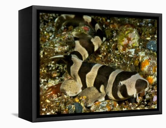 Brownbanded bamboo shark juvenile on sea floor, Indonesia-David Hall-Framed Premier Image Canvas