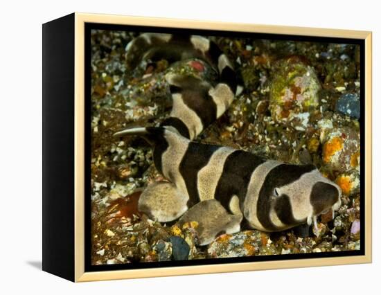 Brownbanded bamboo shark juvenile on sea floor, Indonesia-David Hall-Framed Premier Image Canvas