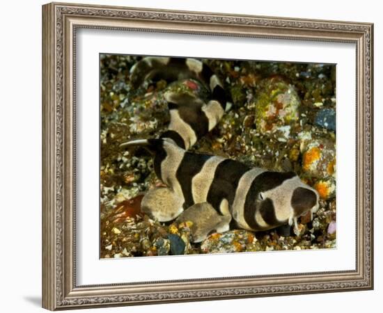 Brownbanded bamboo shark juvenile on sea floor, Indonesia-David Hall-Framed Photographic Print