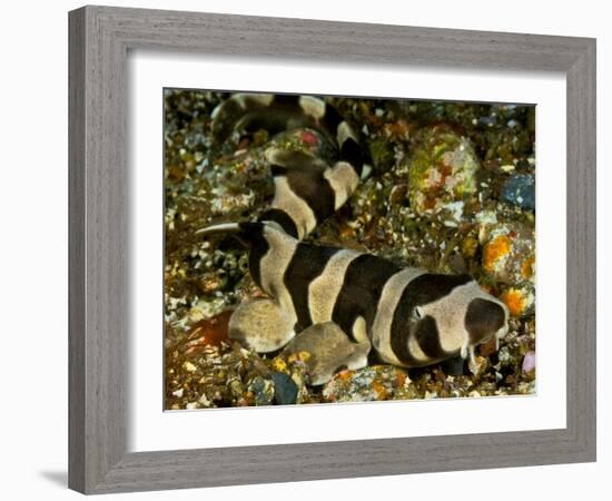 Brownbanded bamboo shark juvenile on sea floor, Indonesia-David Hall-Framed Photographic Print