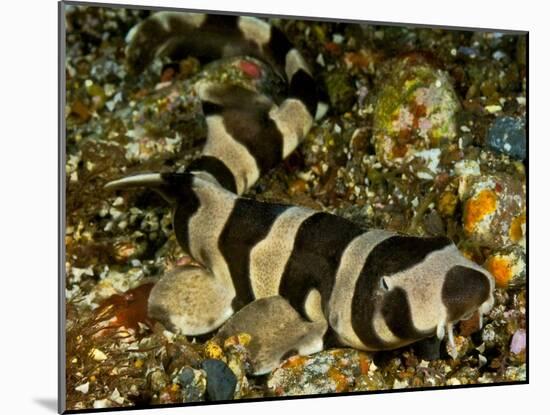 Brownbanded bamboo shark juvenile on sea floor, Indonesia-David Hall-Mounted Photographic Print