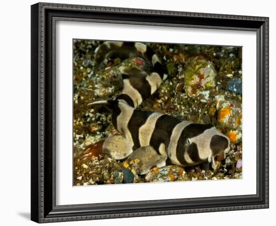 Brownbanded bamboo shark juvenile on sea floor, Indonesia-David Hall-Framed Photographic Print