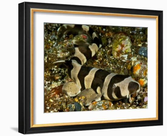 Brownbanded bamboo shark juvenile on sea floor, Indonesia-David Hall-Framed Photographic Print