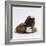 Brownhead Sow Guinea Pig with Two Four-Week Babies, UK-Jane Burton-Framed Photographic Print