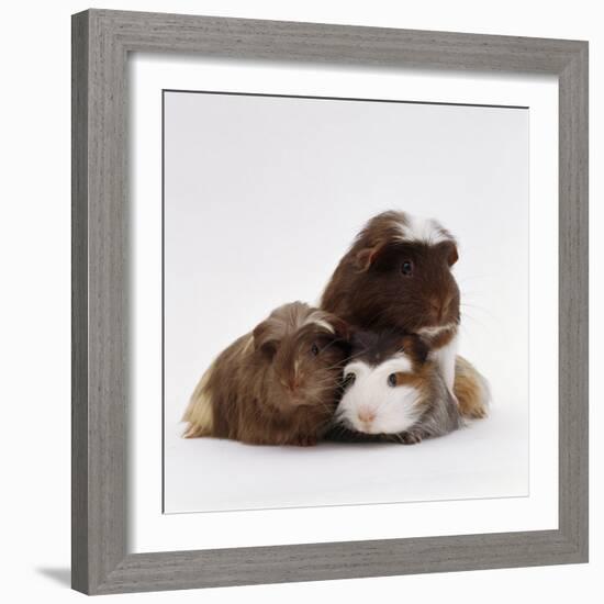 Brownhead Sow Guinea Pig with Two Four-Week Babies, UK-Jane Burton-Framed Photographic Print