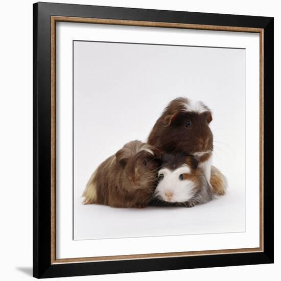 Brownhead Sow Guinea Pig with Two Four-Week Babies, UK-Jane Burton-Framed Photographic Print