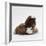 Brownhead Sow Guinea Pig with Two Four-Week Babies, UK-Jane Burton-Framed Photographic Print