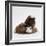 Brownhead Sow Guinea Pig with Two Four-Week Babies, UK-Jane Burton-Framed Photographic Print