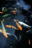 Monte Palace Tropical Garden - Koi Carp - Monte, Madeira-brozova-Photographic Print