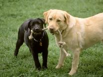 Two Dogs with Rope in Mouth-Bruce Ando-Photographic Print