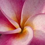 Detail of Plumeria at Molokai Plumerias, Molokai, Hawaii, USA-Bruce Behnke-Framed Photographic Print