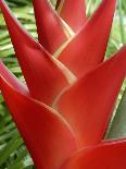 Red Heliconia Flower on West Maui, Hawaii, USA-Bruce Behnke-Framed Photographic Print