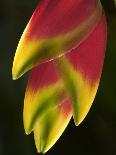 Red Heliconia Flower on West Maui, Hawaii, USA-Bruce Behnke-Framed Photographic Print