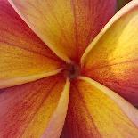 Orange Plumeria at Molokai Plumerias, Molokai, Hawaii, USA-Bruce Behnke-Photographic Print