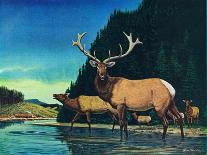 Olympic Elk-Bruce Bontrager-Mounted Giclee Print
