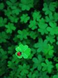 Ladybug on Four Leaf Clover-Bruce Burkhardt-Framed Photographic Print