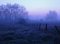 Meadow in the Morning Mist-Bruce Burkhardt-Photographic Print