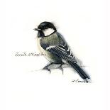 Songbird Study III-Bruce Dean-Art Print
