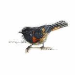 JUNCO #2-BRUCE DEAN-Art Print