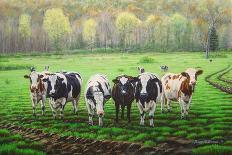 Curious Cows-Bruce Dumas-Giclee Print