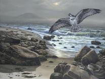 Wings over Captiva-Bruce Dumas-Framed Giclee Print