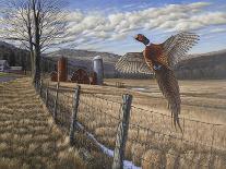 Pheasant-Bruce Dumas-Giclee Print