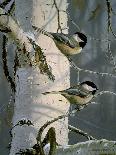Chickadees at Dawn-Bruce Miller-Giclee Print