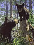 North Country Moose-Bruce Miller-Stretched Canvas