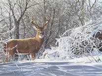 North Country Moose-Bruce Miller-Art Print