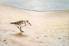 Pelican Beach-Bruce Nawrocke-Art Print