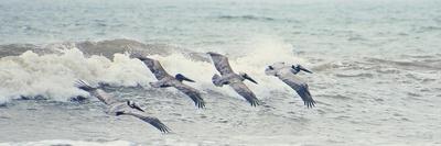 Pelican II-Bruce Nawrocke-Photographic Print