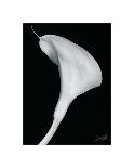 Arum Lily III-Bruce Rae-Stretched Canvas