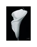 Arum Lily III-Bruce Rae-Stretched Canvas