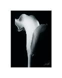 Arum Lily II-Bruce Rae-Framed Giclee Print