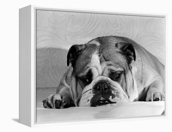 Bruce the Old English Bulldog Not Feeling His Best, November 1978-null-Framed Premier Image Canvas