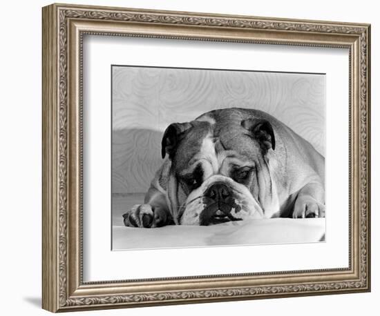 Bruce the Old English Bulldog Not Feeling His Best, November 1978-null-Framed Photographic Print