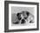 Bruce the Old English Bulldog Not Feeling His Best, November 1978-null-Framed Photographic Print