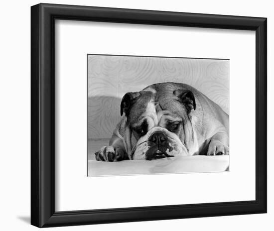 Bruce the Old English Bulldog Not Feeling His Best, November 1978-null-Framed Photographic Print