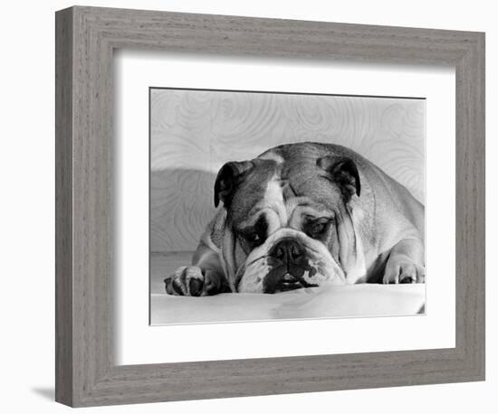 Bruce the Old English Bulldog Not Feeling His Best, November 1978-null-Framed Photographic Print